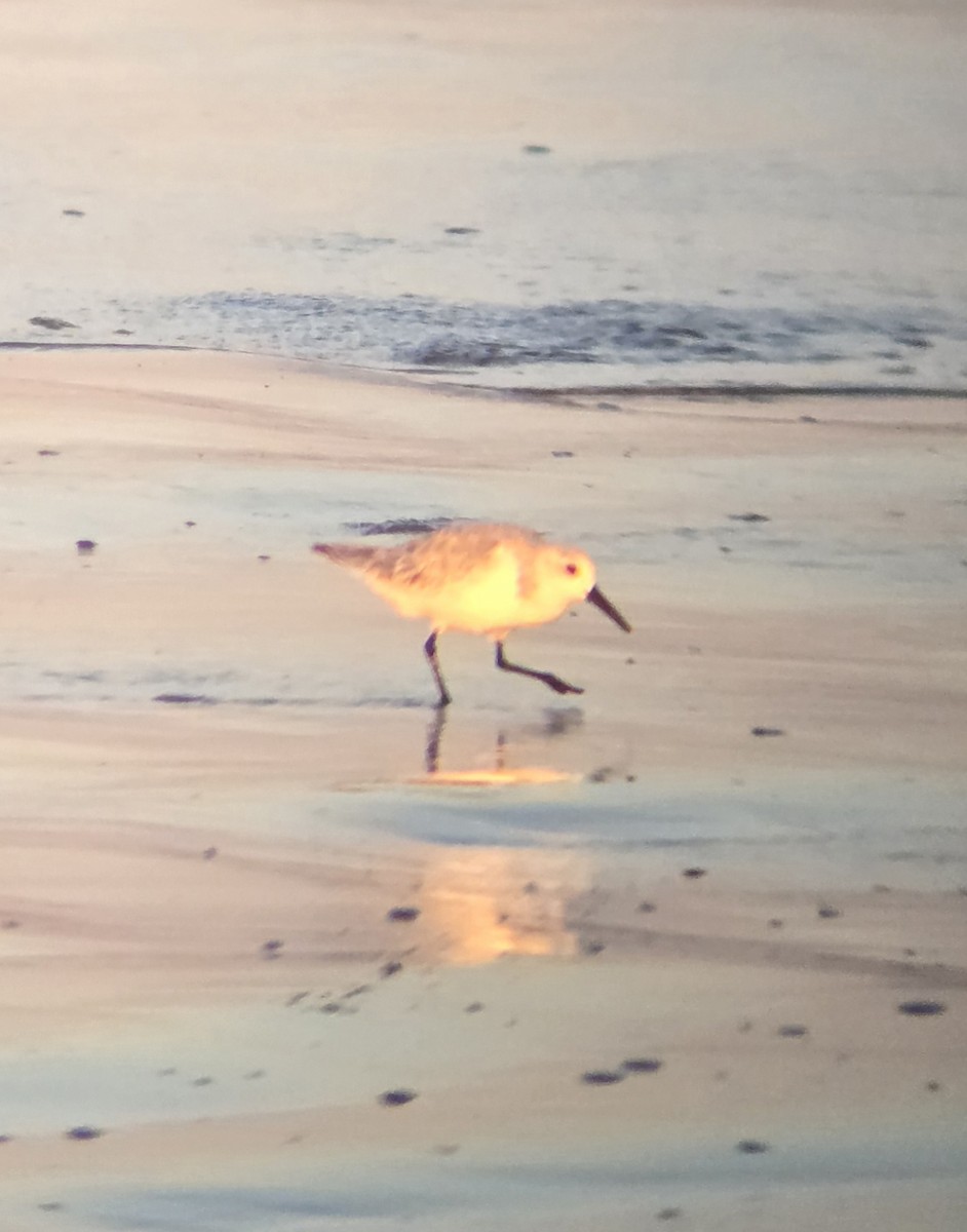 Sanderling - ML643329470
