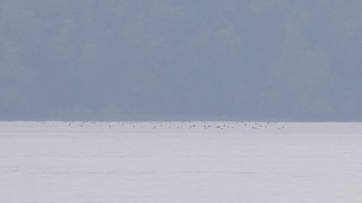 Short-tailed Shearwater - ML643329471