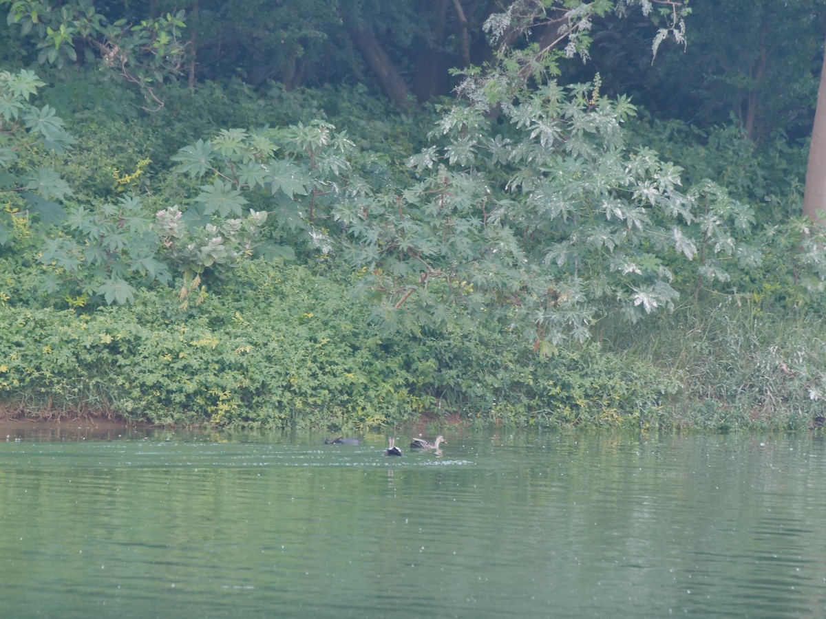 Indian Spot-billed Duck - ML643329483