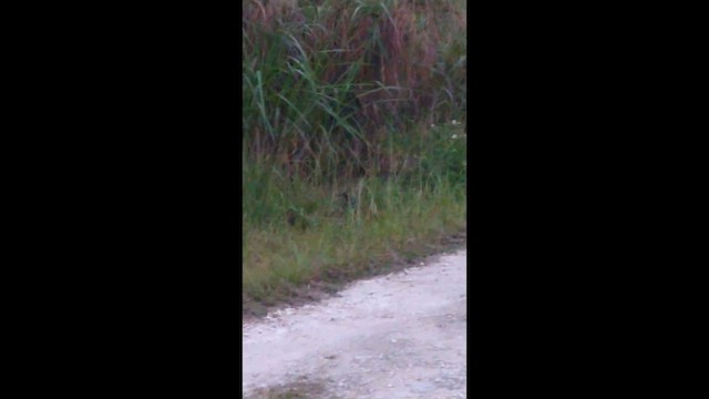 Guam Rail - ML643329486