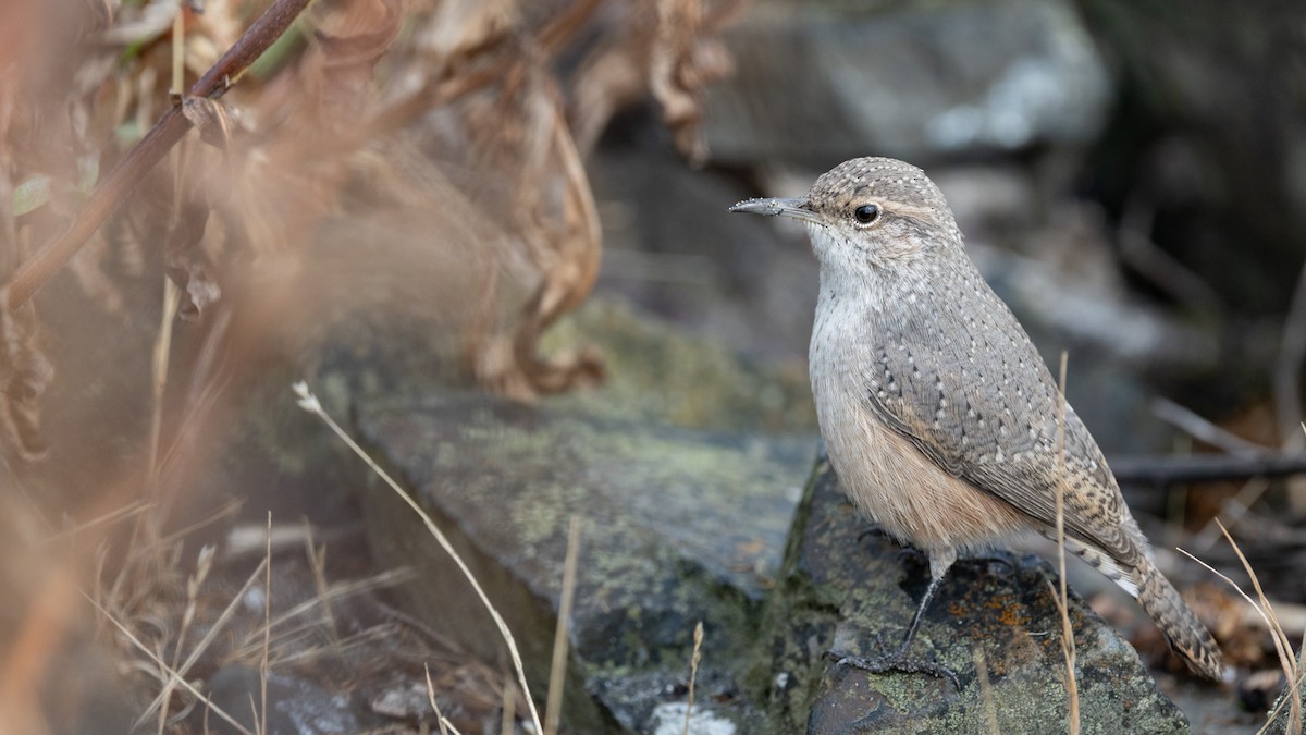 Rock Wren - ML643329490