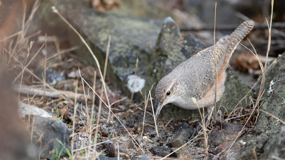 Rock Wren - ML643329492
