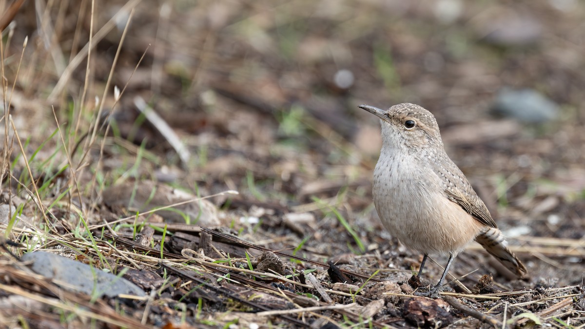Rock Wren - ML643329493