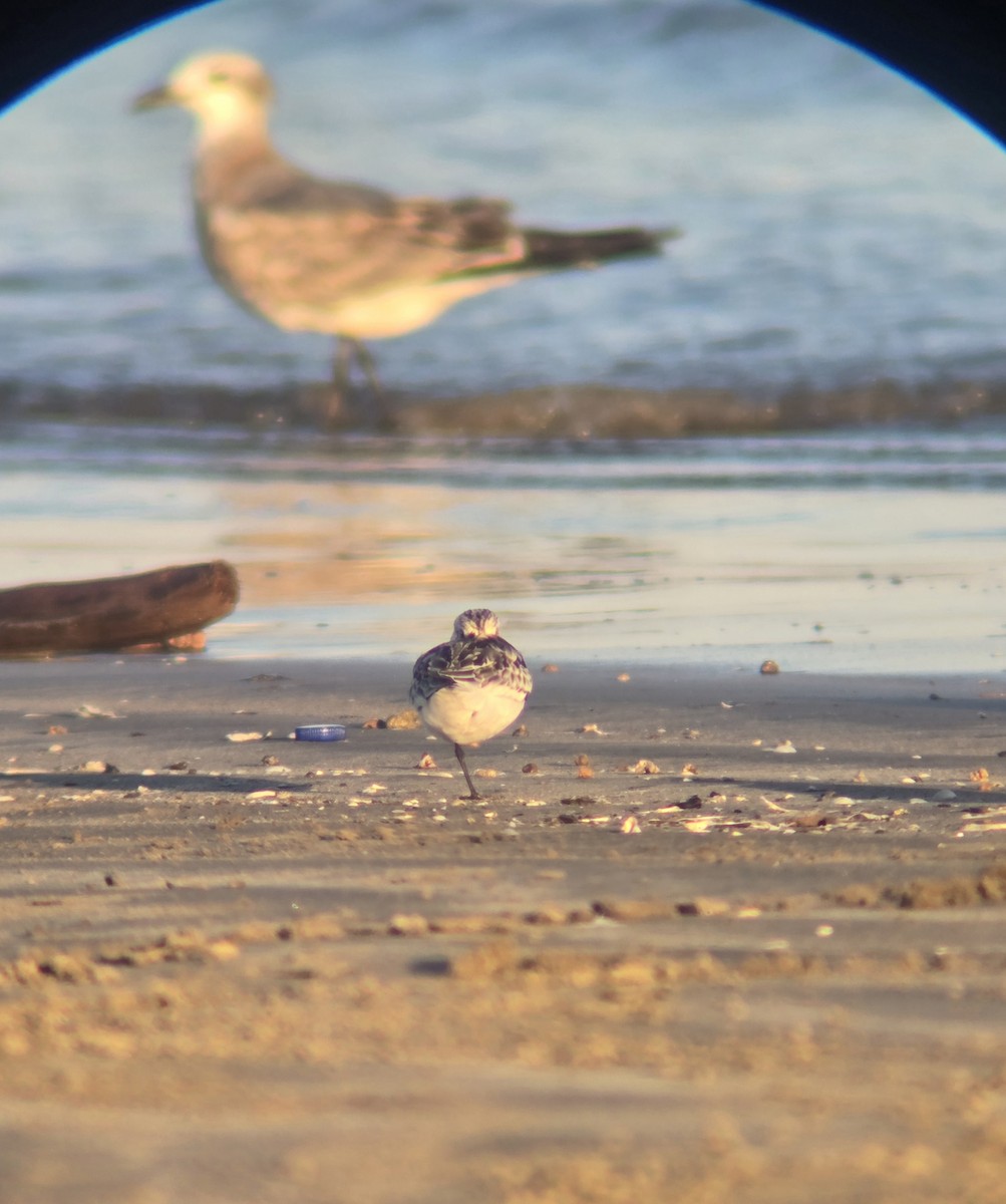 Sanderling - ML643329495