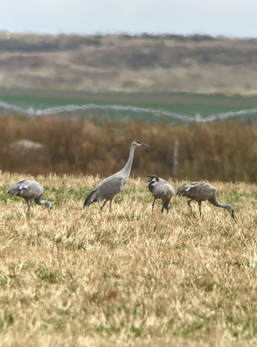 Sandhill Crane - ML643329498