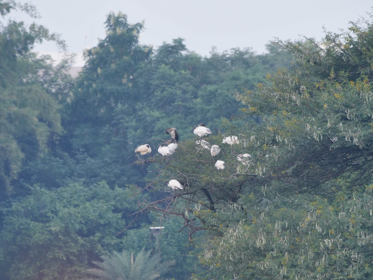 Black-headed Ibis - ML643329502
