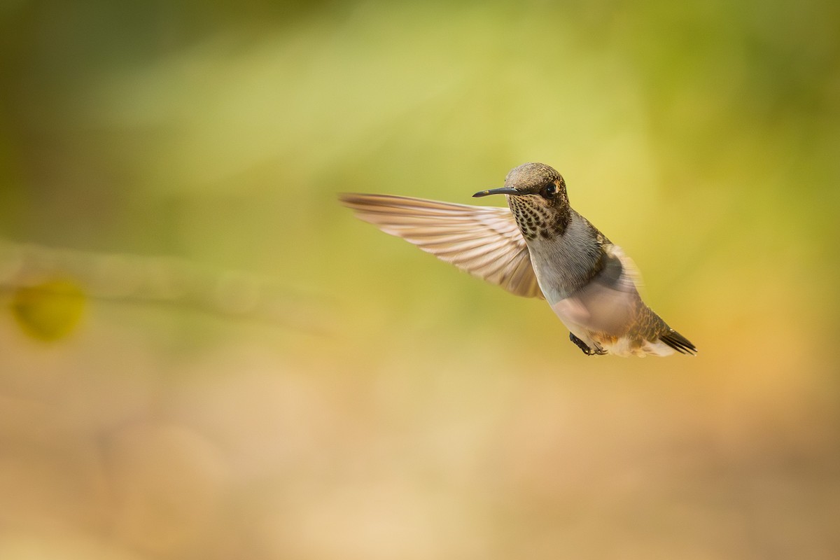 Ruby-throated/Black-chinned Hummingbird - ML643329504