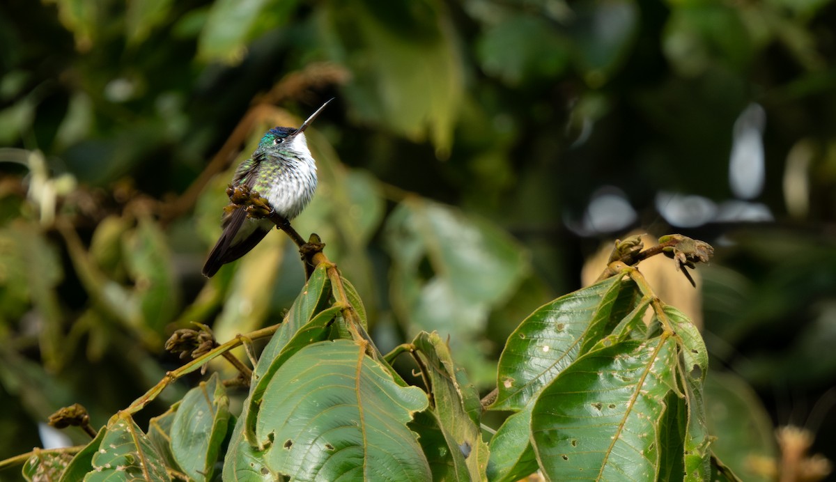 Andean Emerald - ML643329506