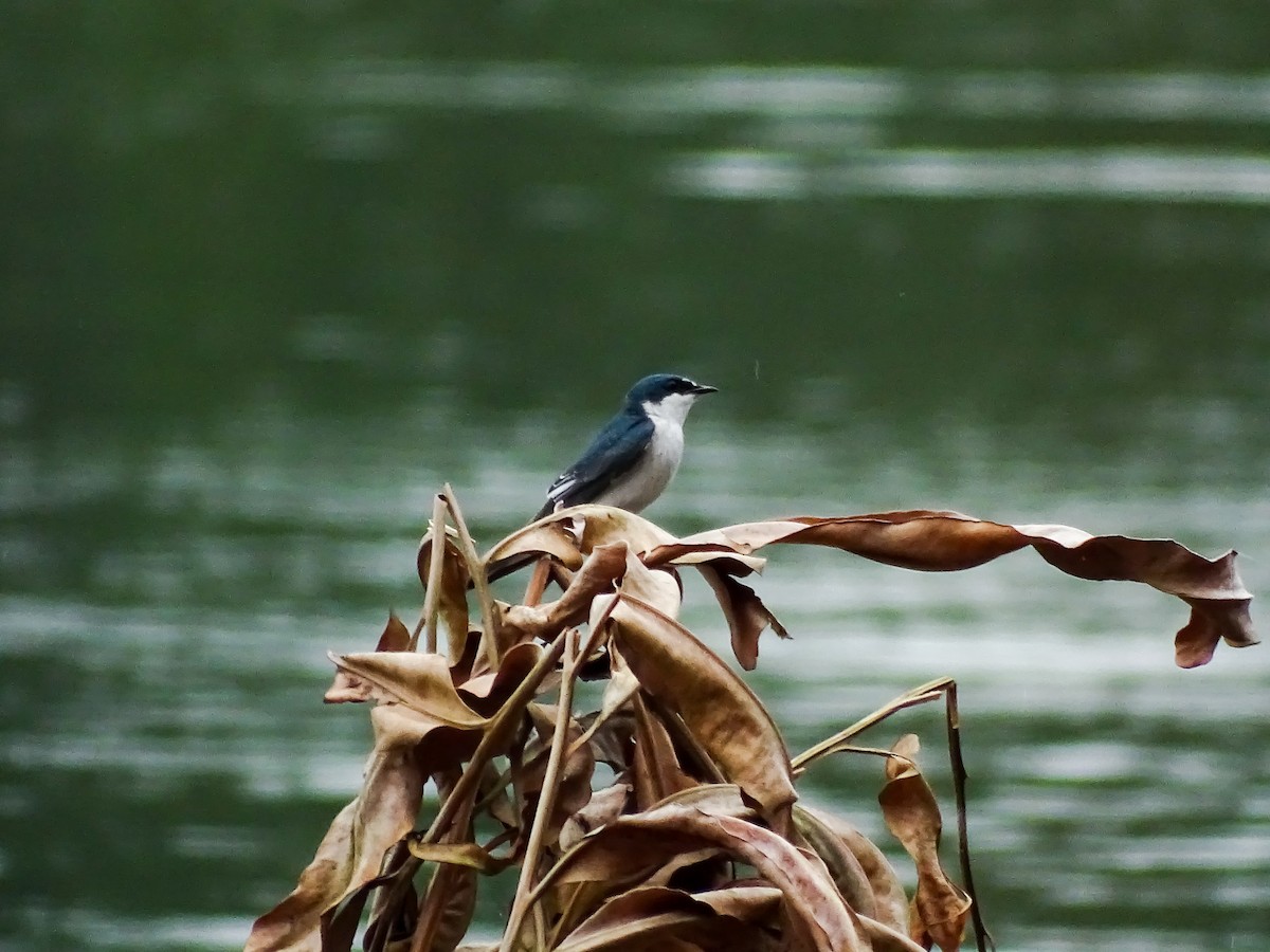 Mangrove Swallow - ML643329508