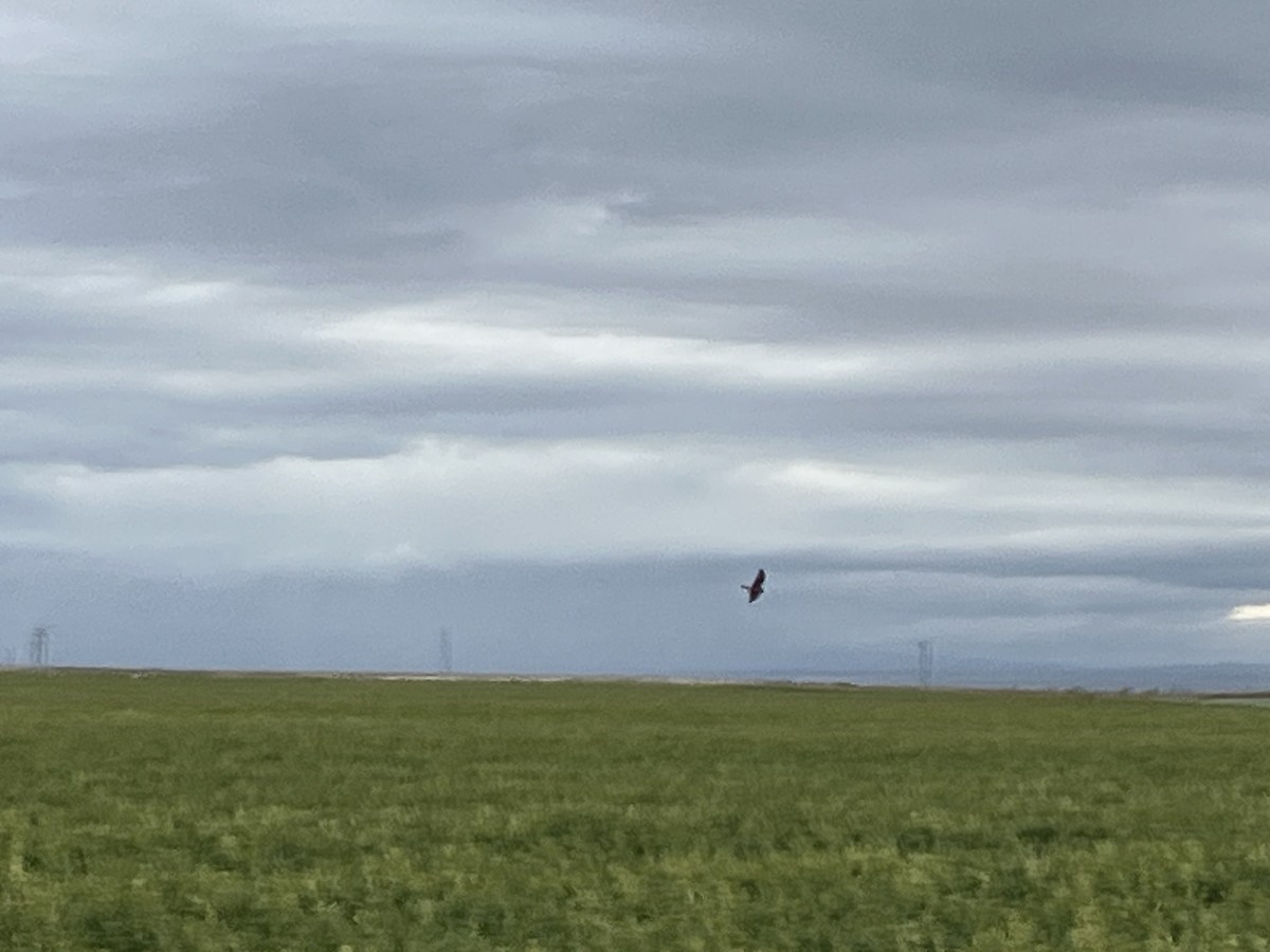 Northern Harrier - ML643329514