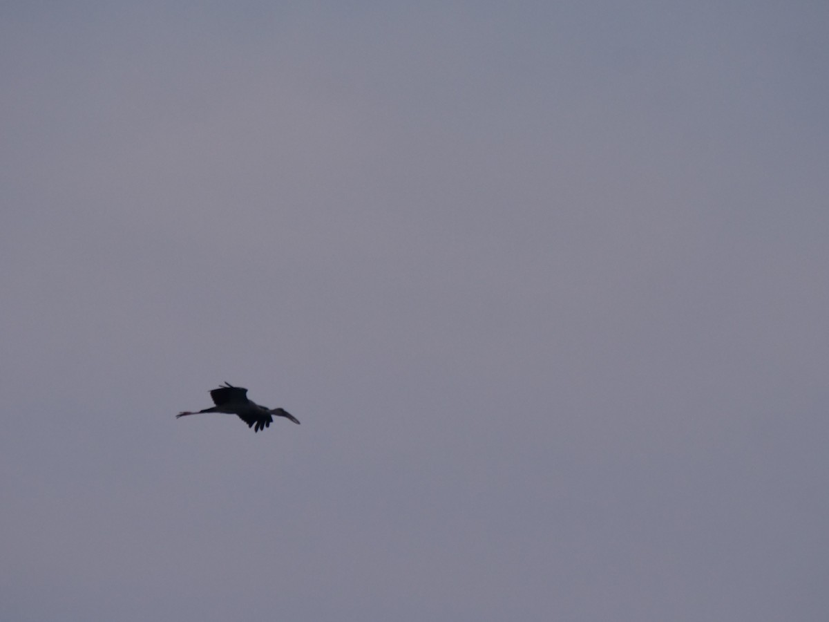 Asian Openbill - ML643329530