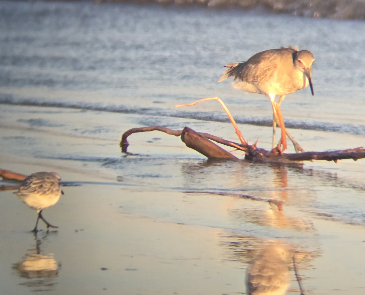 Sanderling - ML643329533