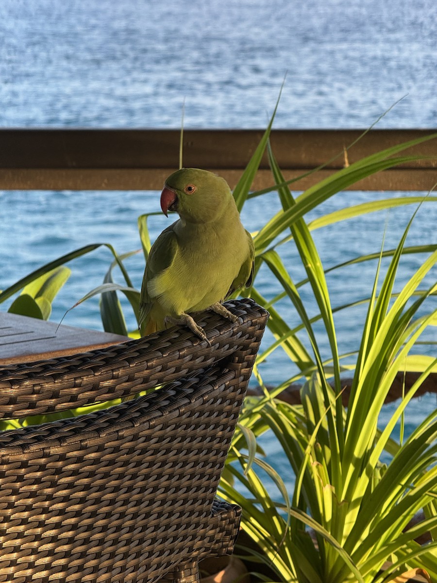 Rose-ringed Parakeet - ML643329537