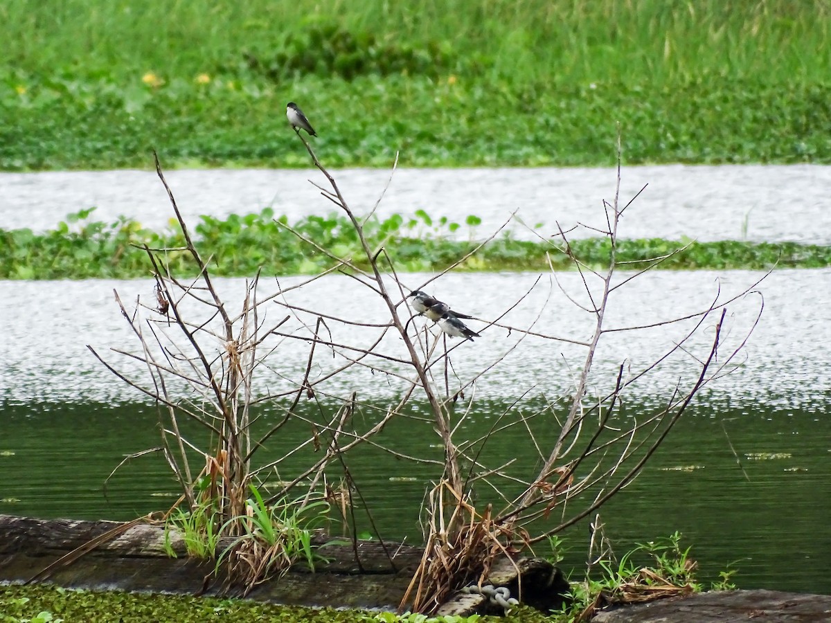 Mangrove Swallow - ML643329539