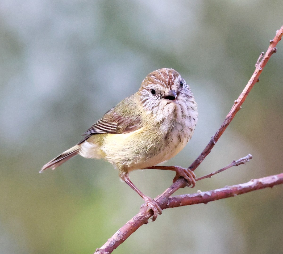 Striated Thornbill - ML643329540