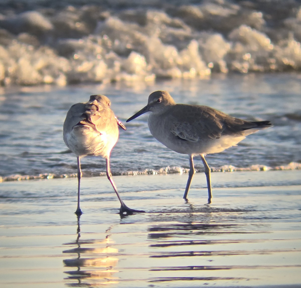 Willet - ML643329562