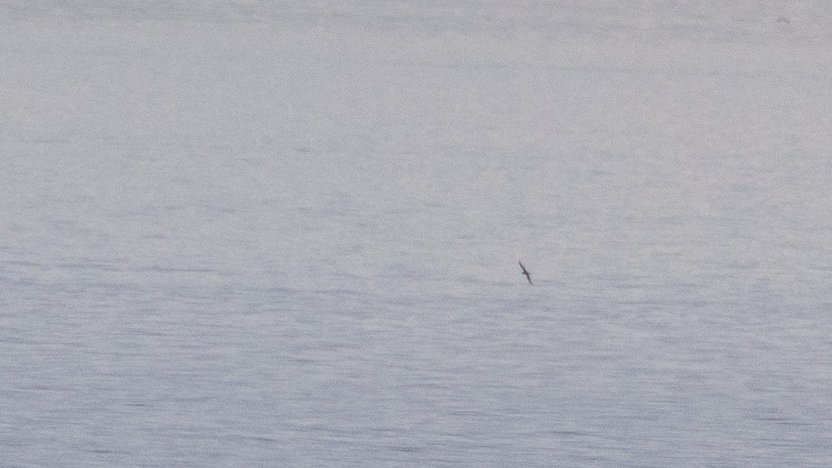 Short-tailed Shearwater - ML643329563