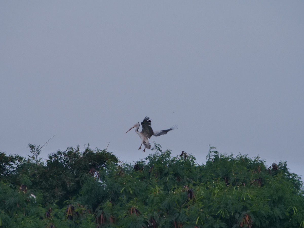 Spot-billed Pelican - ML643329573
