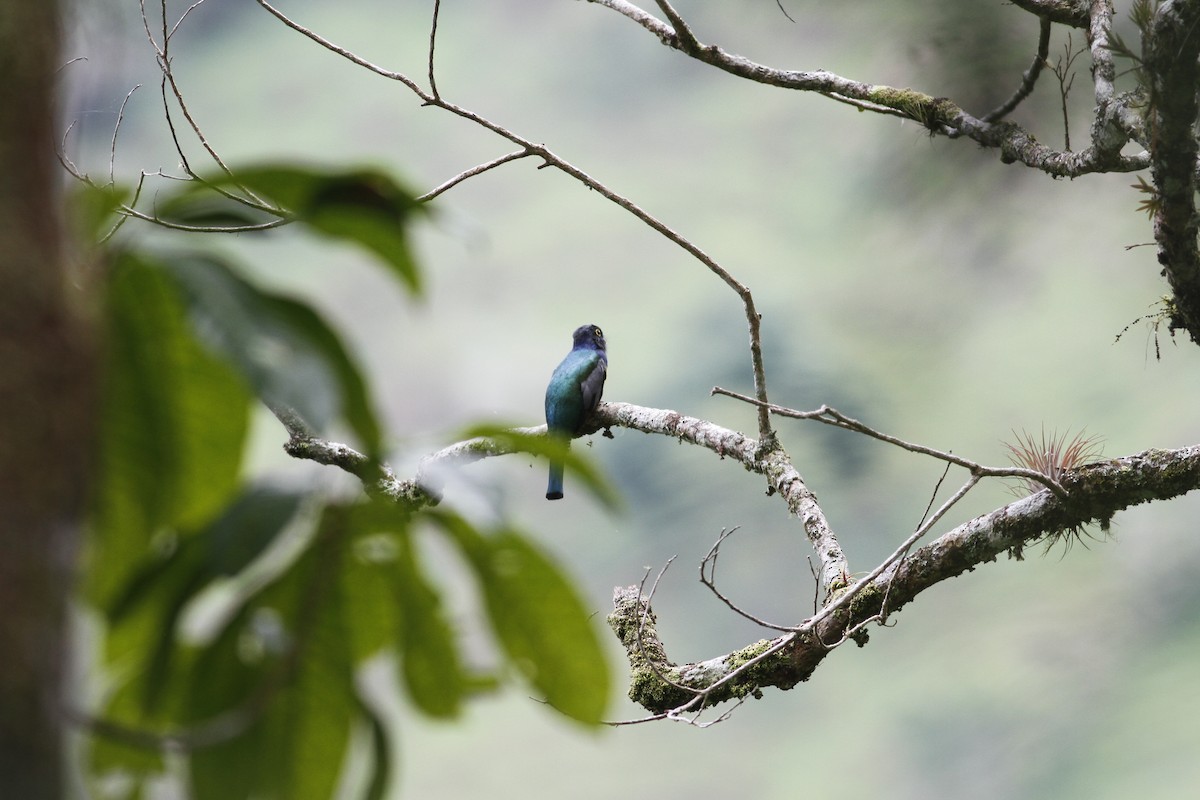 Gartered Trogon - ML643329611