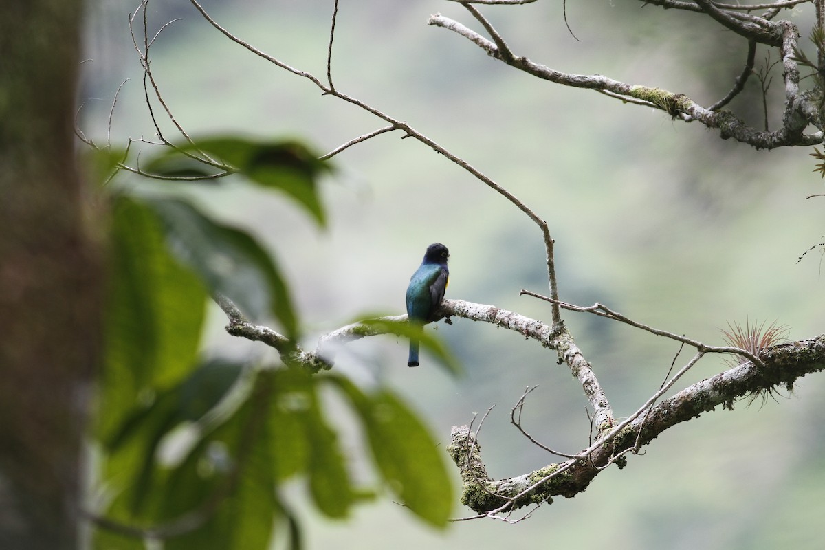Gartered Trogon - ML643329612