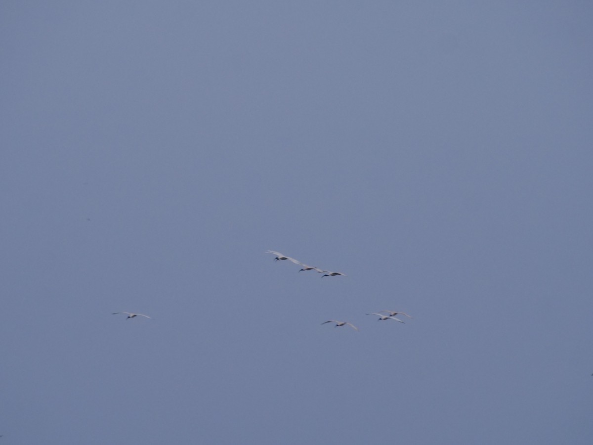 Black-headed Ibis - ML643329614
