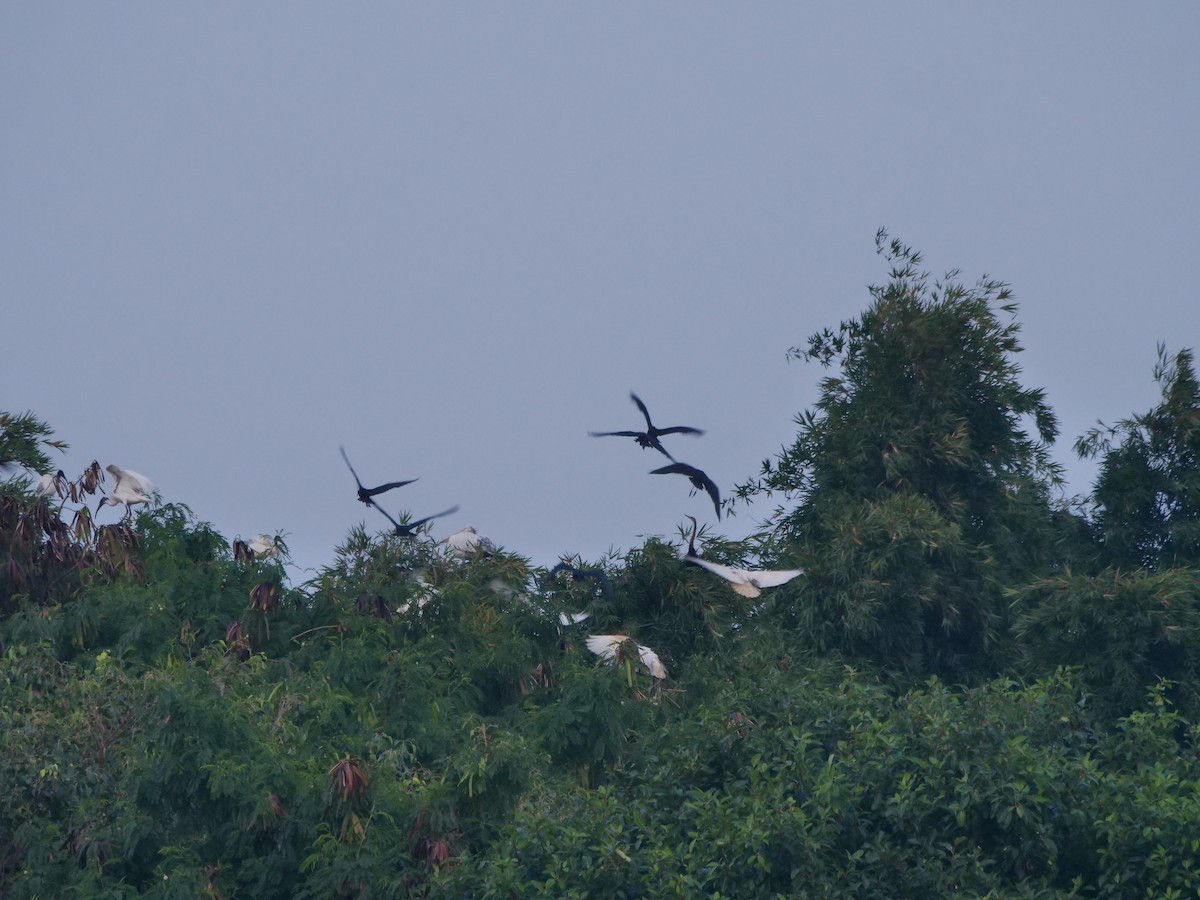 Glossy Ibis - ML643329618