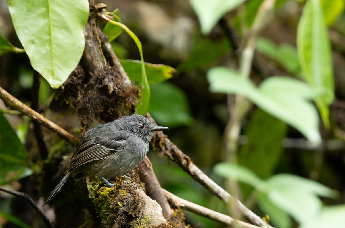 Parker's Antbird - ML643329621