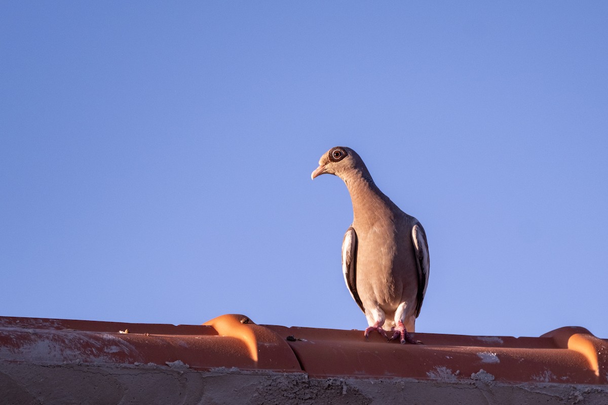 Bare-eyed Pigeon - ML643329623