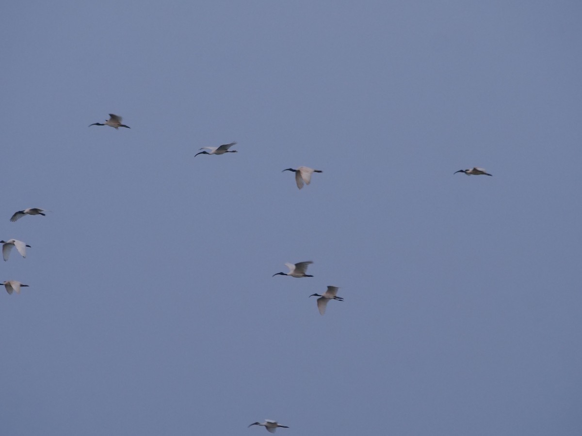 Black-headed Ibis - ML643329624