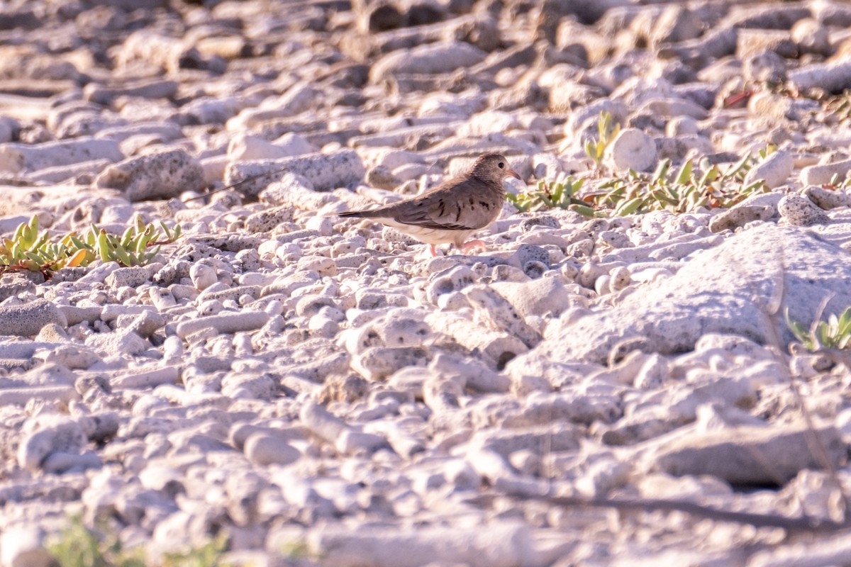 Common Ground Dove - ML643329643