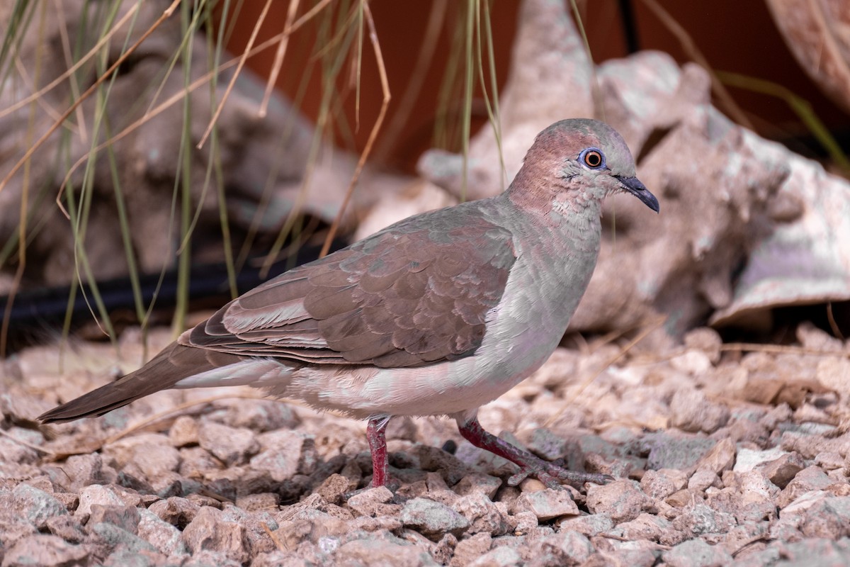 White-tipped Dove - ML643329652