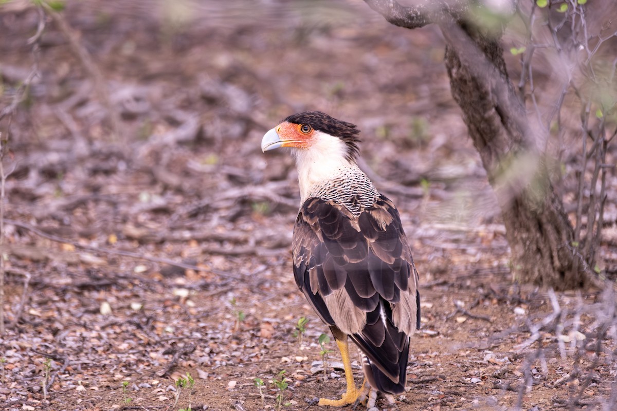 Crested Caracara - ML643329654