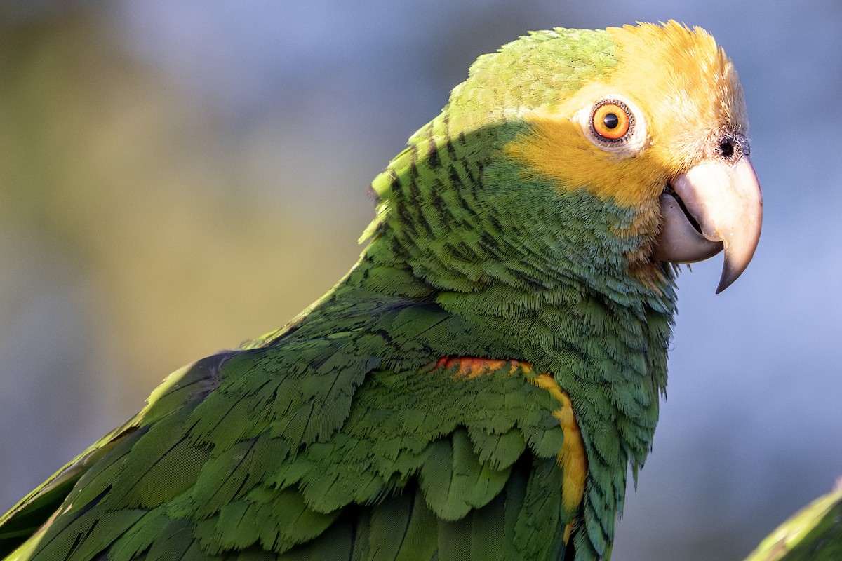 キボウシインコ - ML643329668