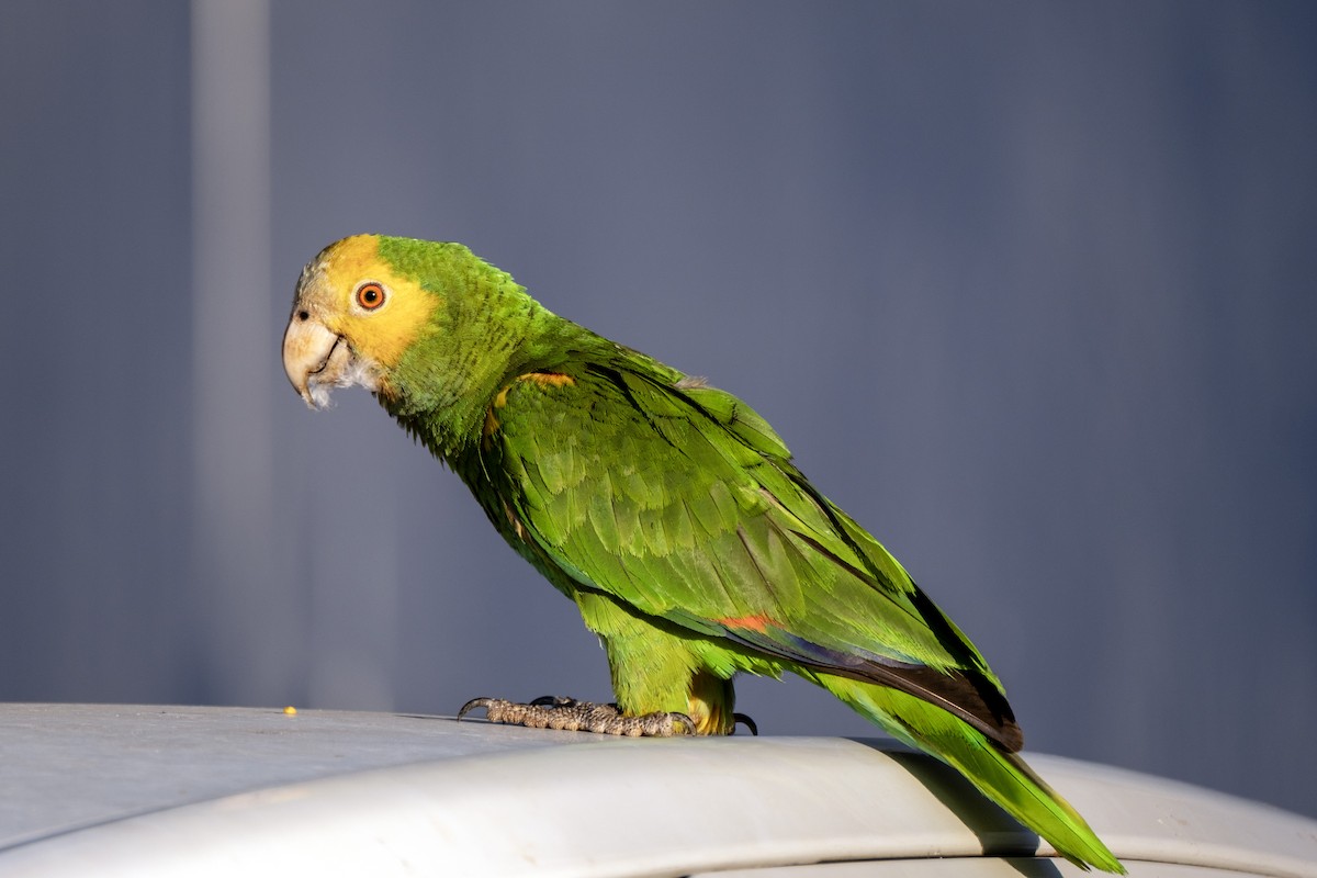 キボウシインコ - ML643329669