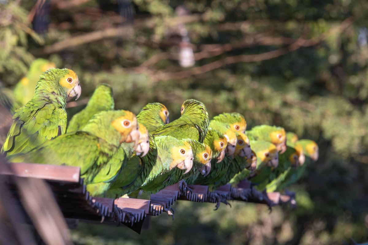 キボウシインコ - ML643329670