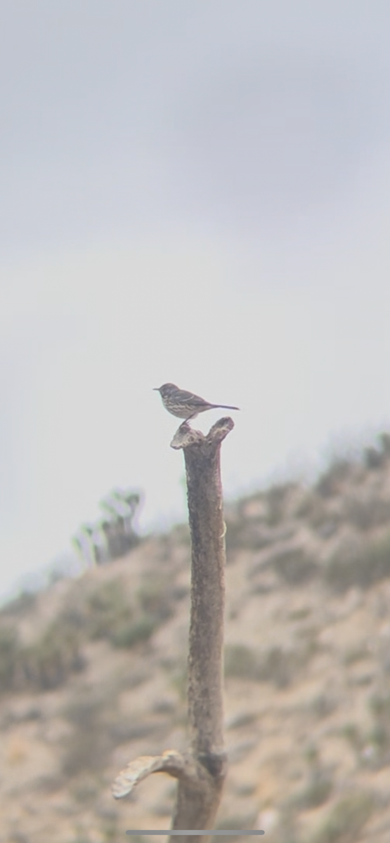 Sage Thrasher - ML643329671