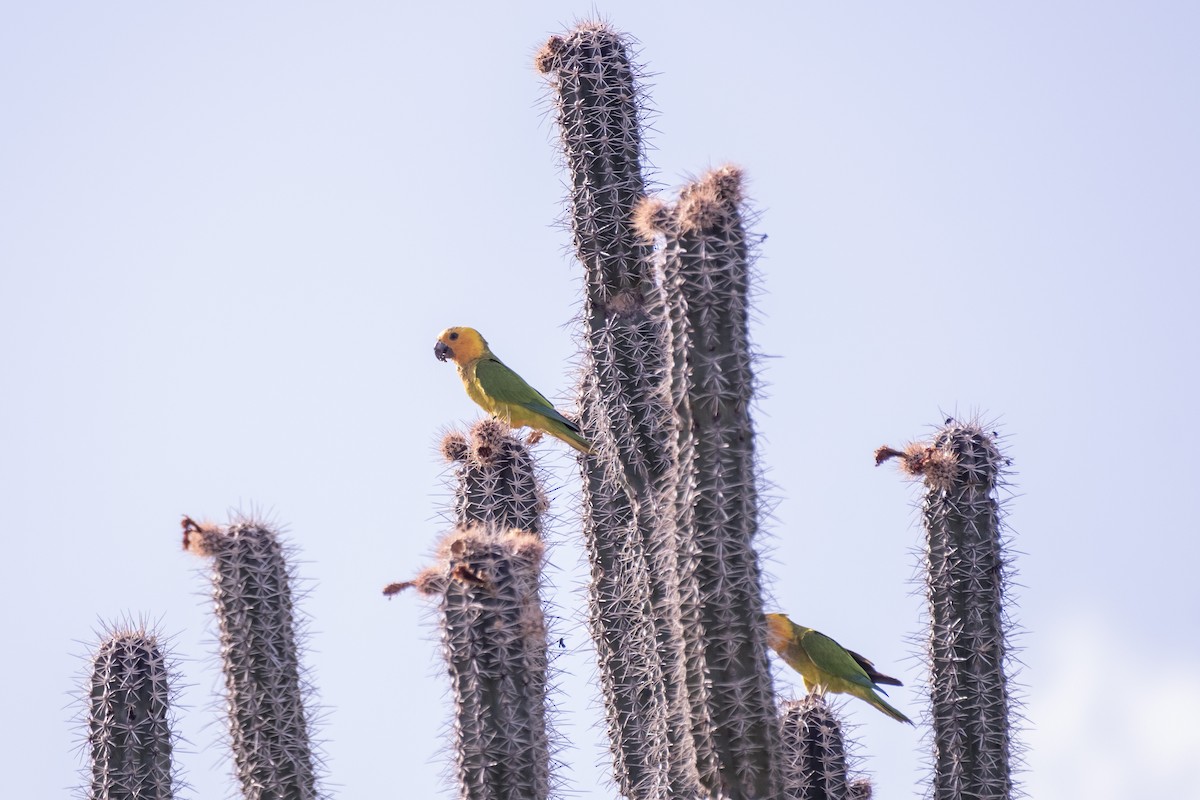 Brown-throated Parakeet - ML643329681