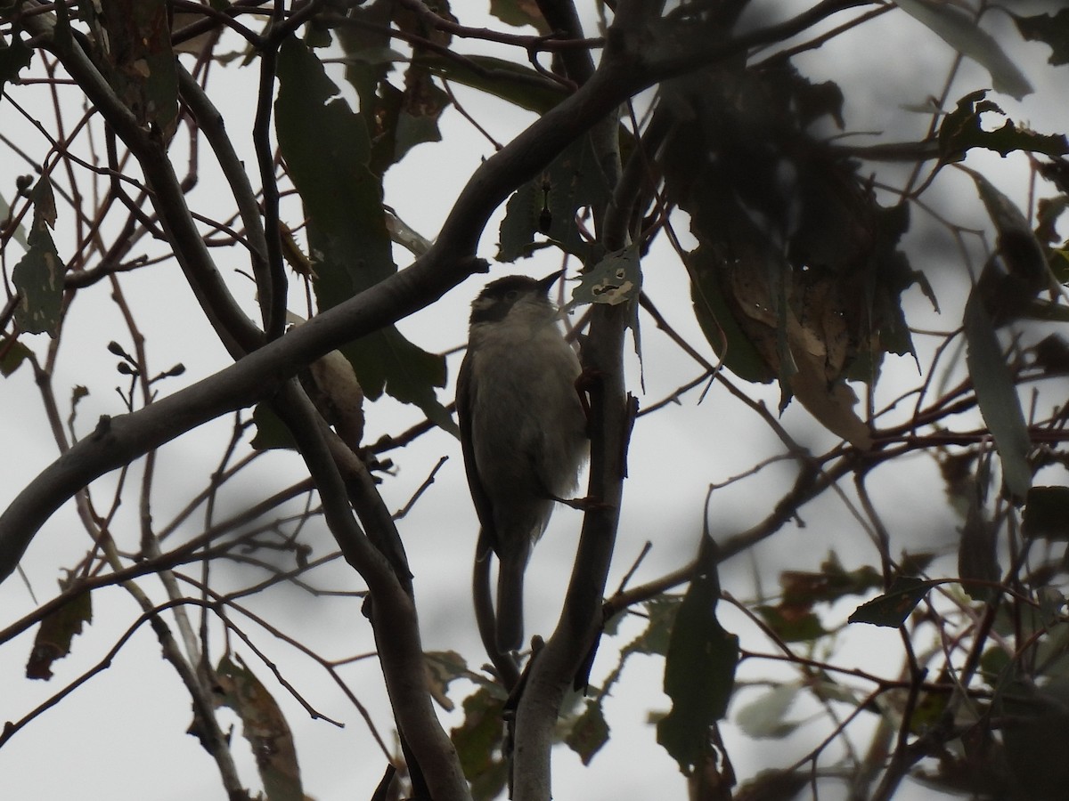 Brown-headed Honeyeater - ML643329705