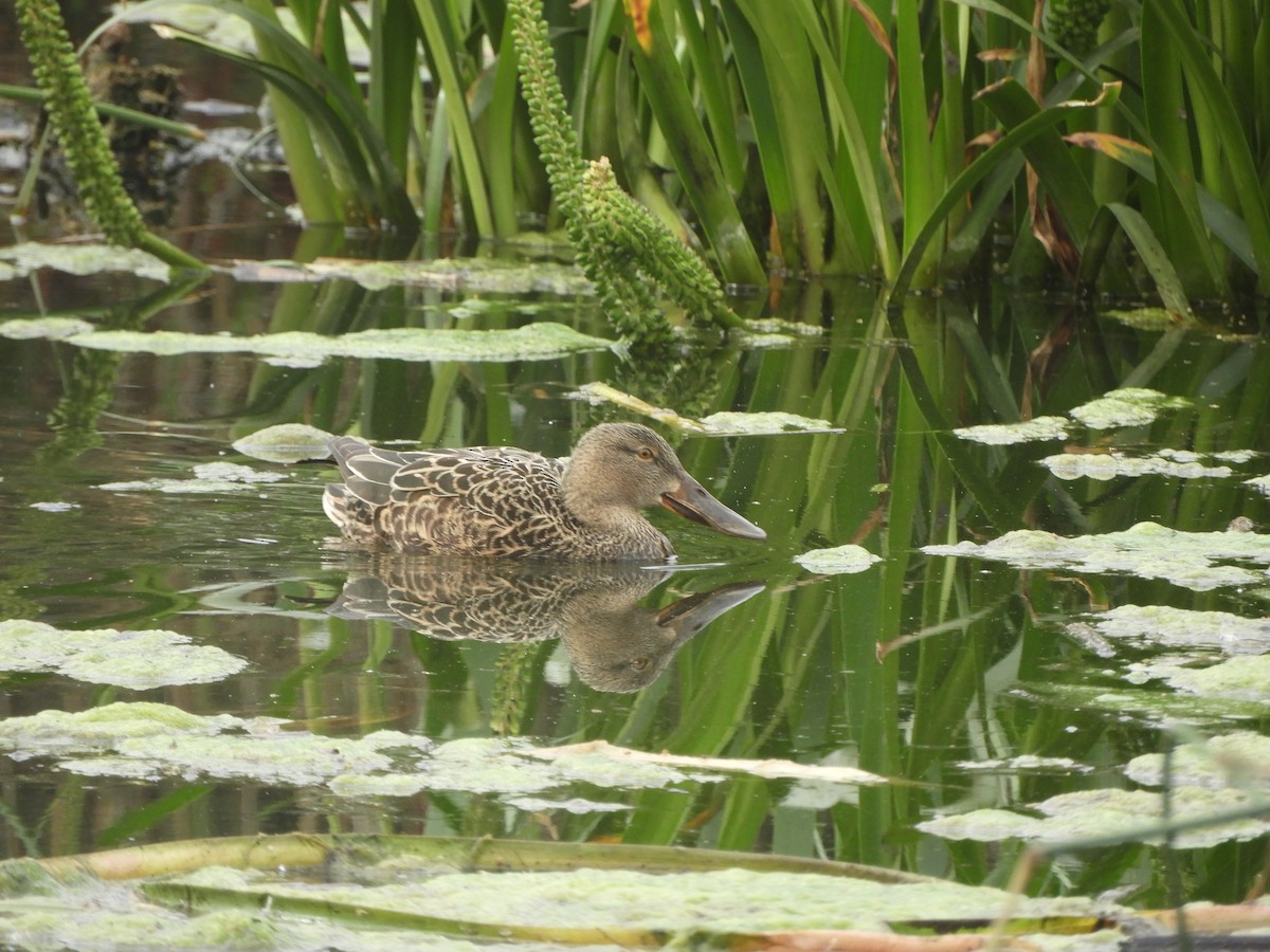 Australasian Shoveler - ML643329716