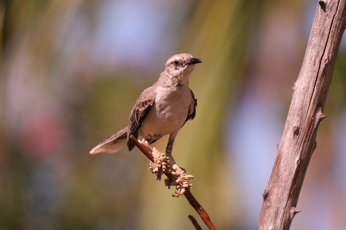 Tropical Mockingbird - ML643329729