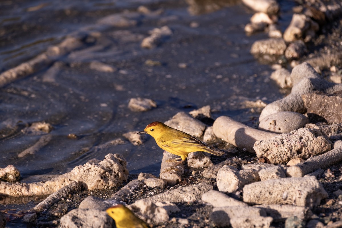 Mangrove Yellow Warbler (Lesser Antillean) - ML643329750