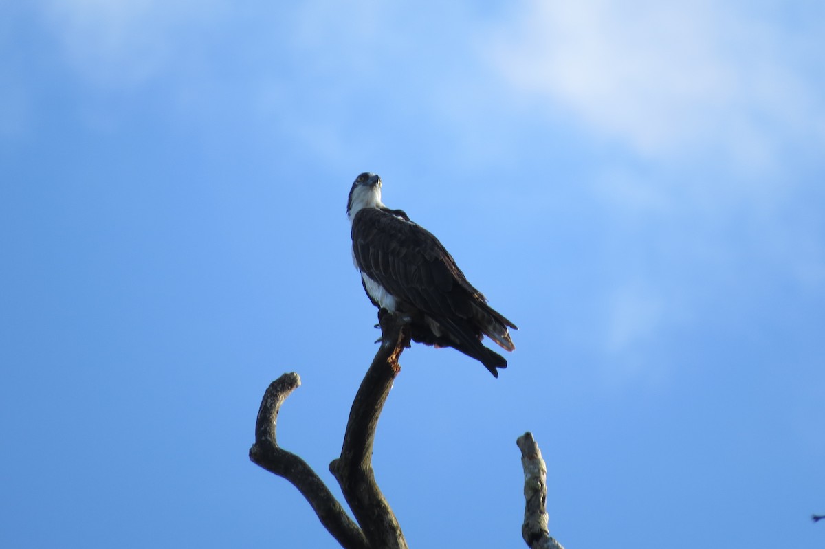 Balbuzard pêcheur - ML643329751