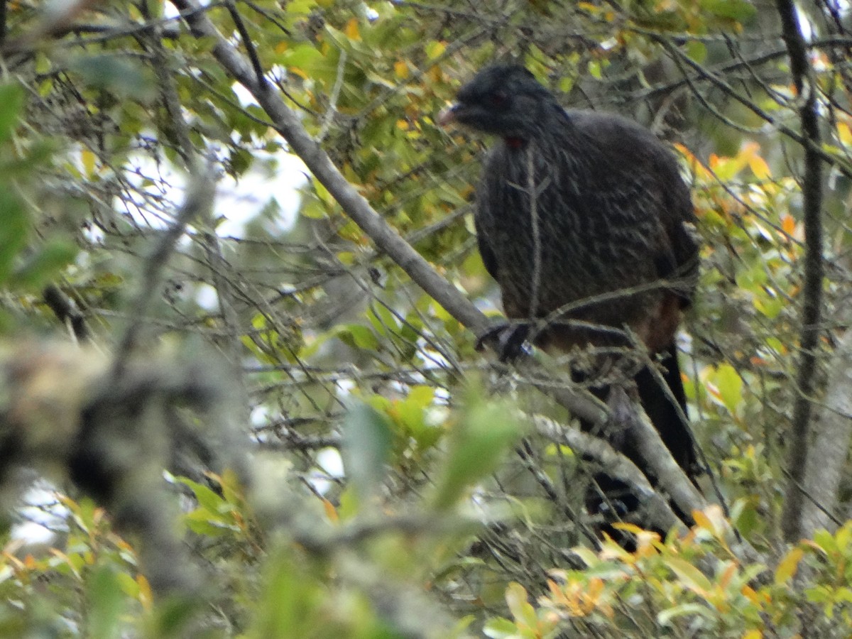Andean Guan - ML643329776