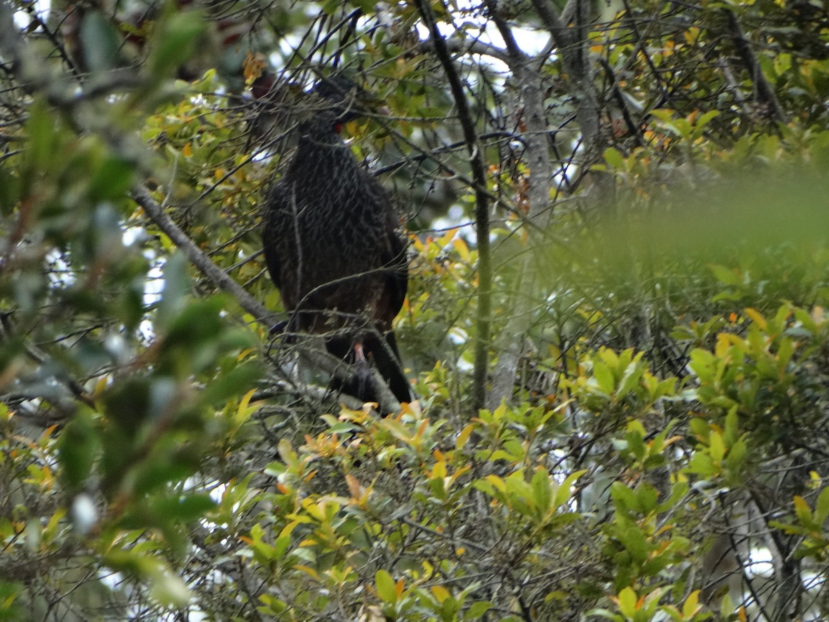 Andean Guan - ML643329777