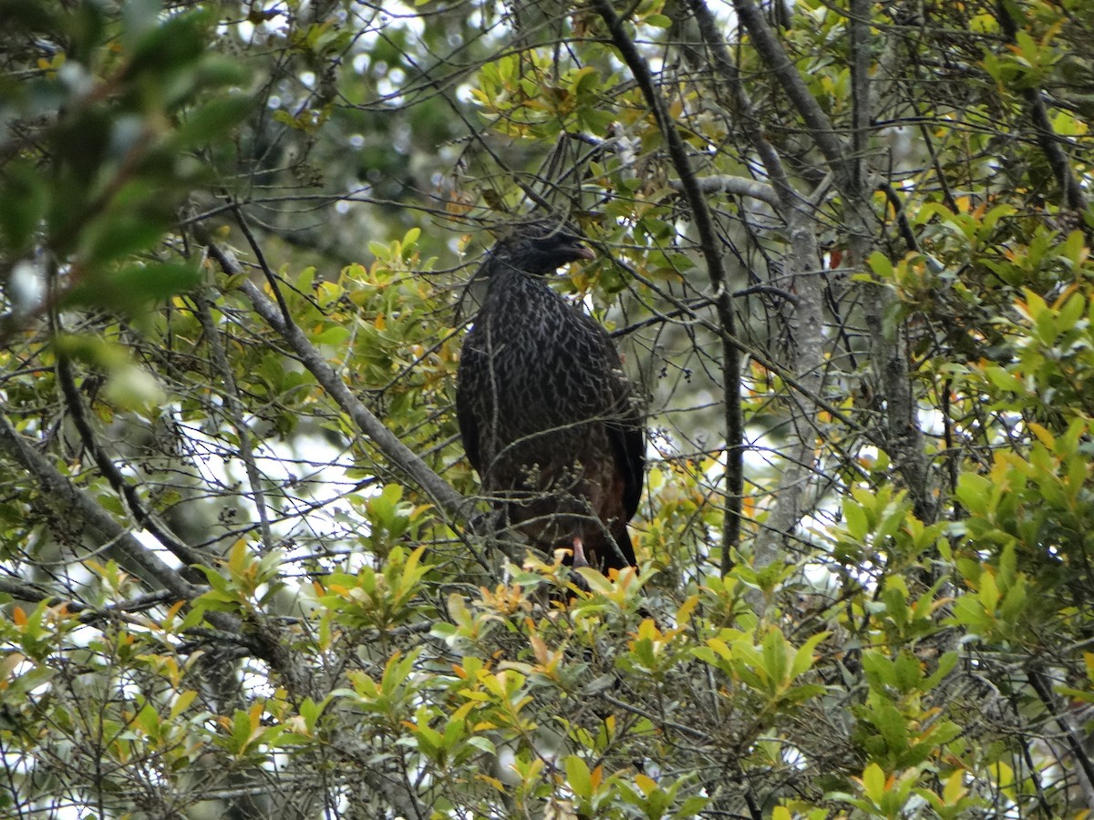 Andean Guan - ML643329778