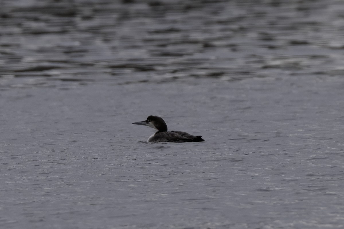 Common Loon - ML643329808