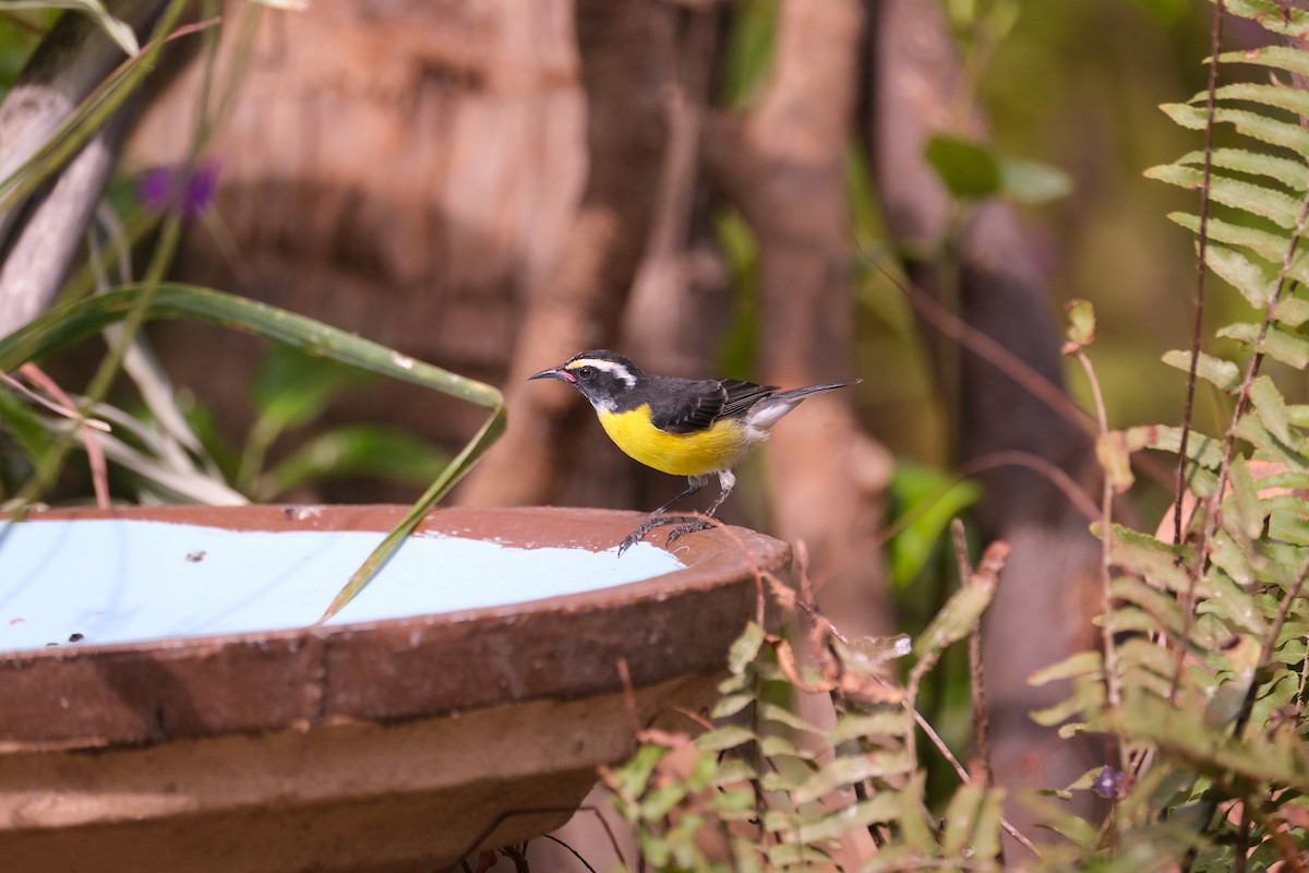 Bananaquit - ML643329839