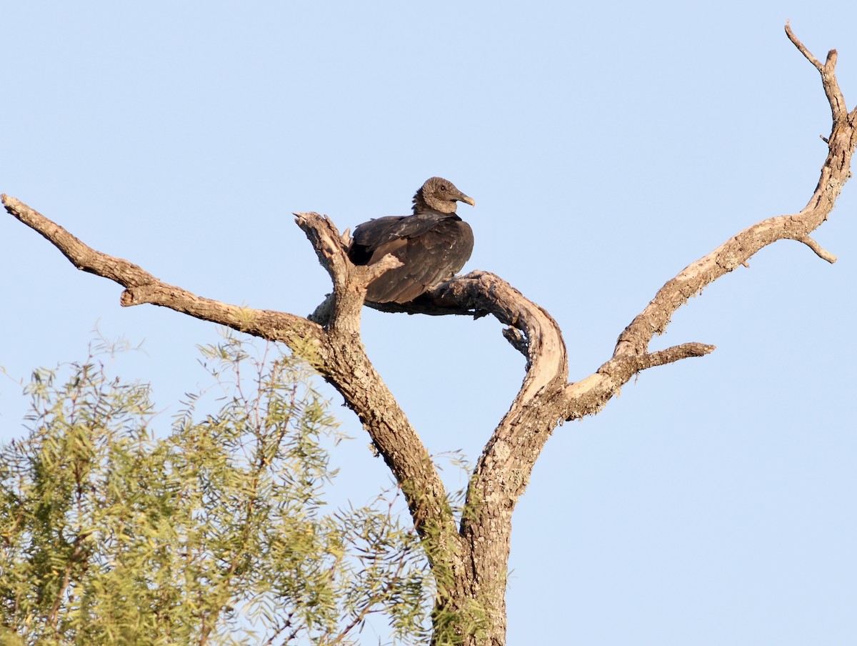 Black Vulture - ML643329851