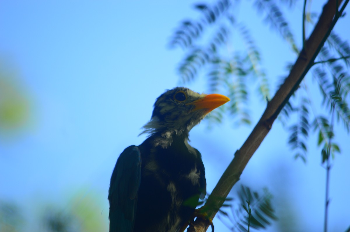 Yucatan Jay - ML643329862