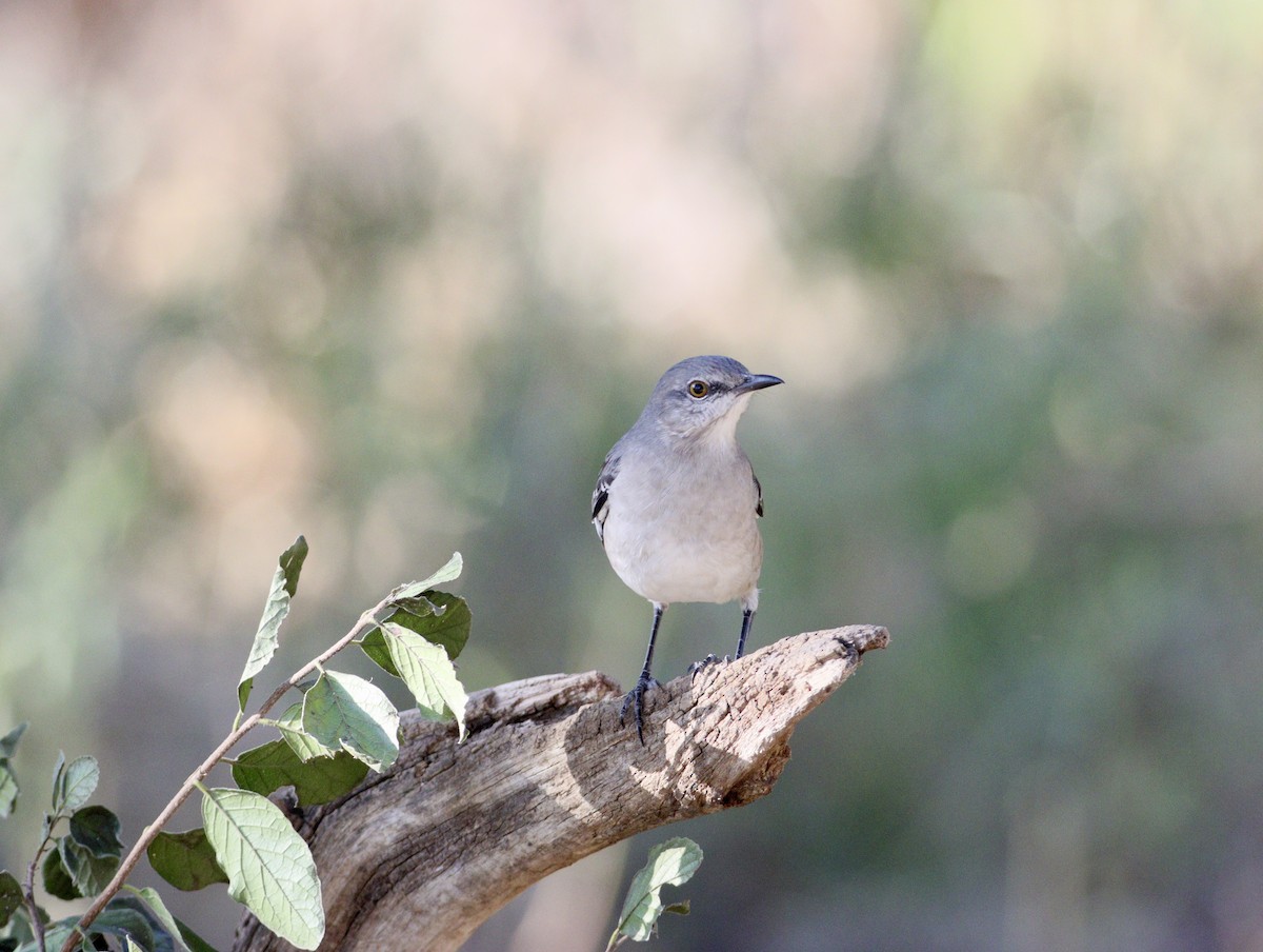 Northern Mockingbird - ML643329876